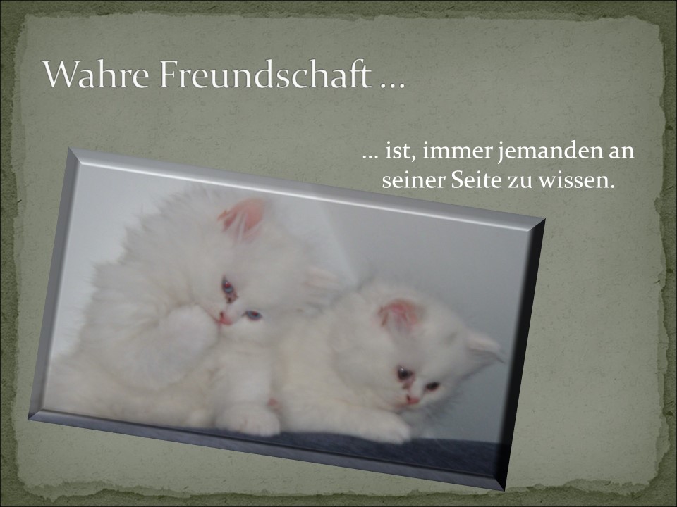 Weisheiten, die Katzen vermitteln 