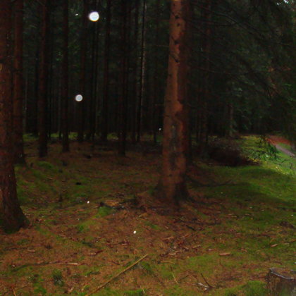 Orbs im Wald