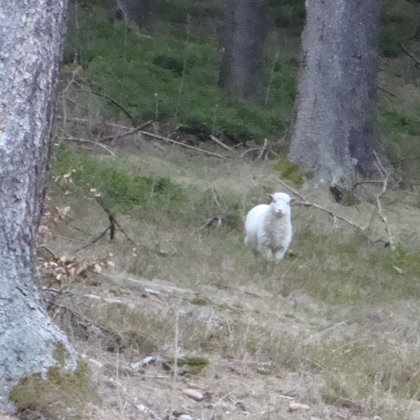 Das Waldschaf und sein spiritueller Partner