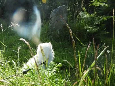 Seelenvereinigung in Glendalough/ Irland