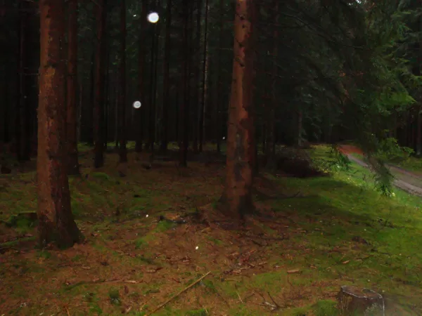 Orbs im Wald
