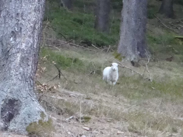 Das Waldschaf und sein spiritueller Partner
